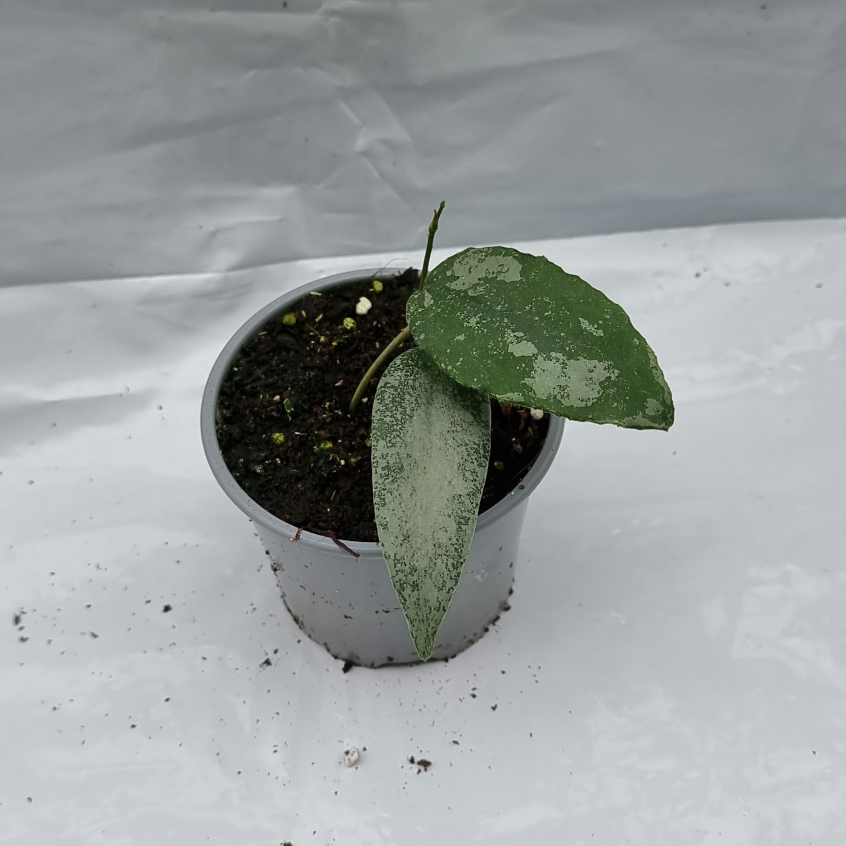 Hoya flagellata (mut. Silver)