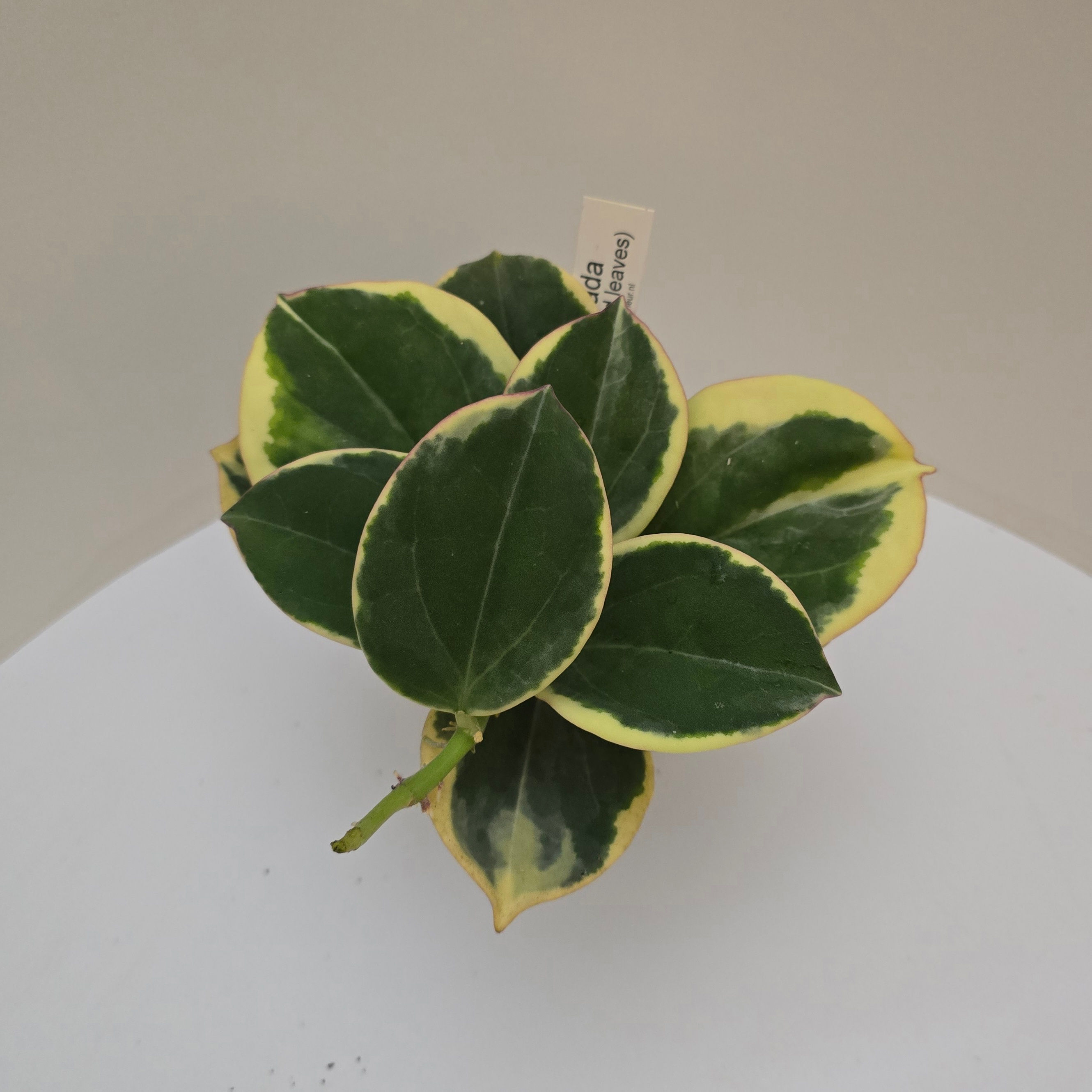 Hoya pachyclada (outer variegated round leaves)