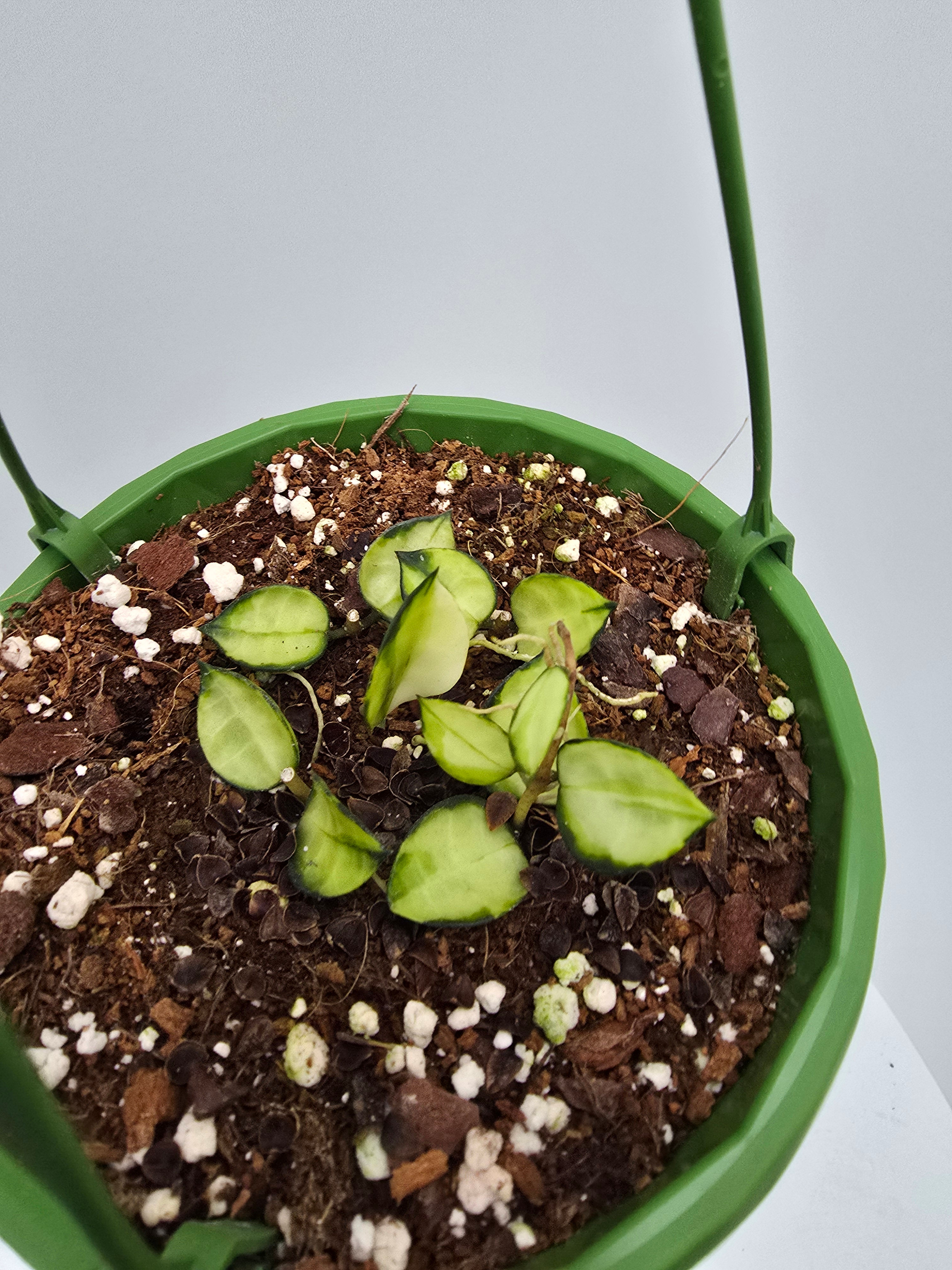 Hoya lacunosa (Asami inner sport)