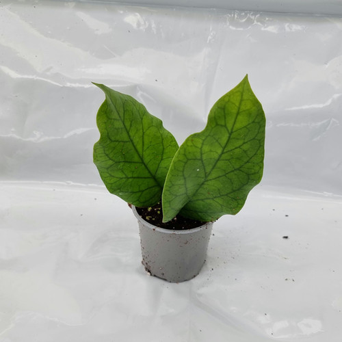 Hoya AH032 | Plant & Interieur
