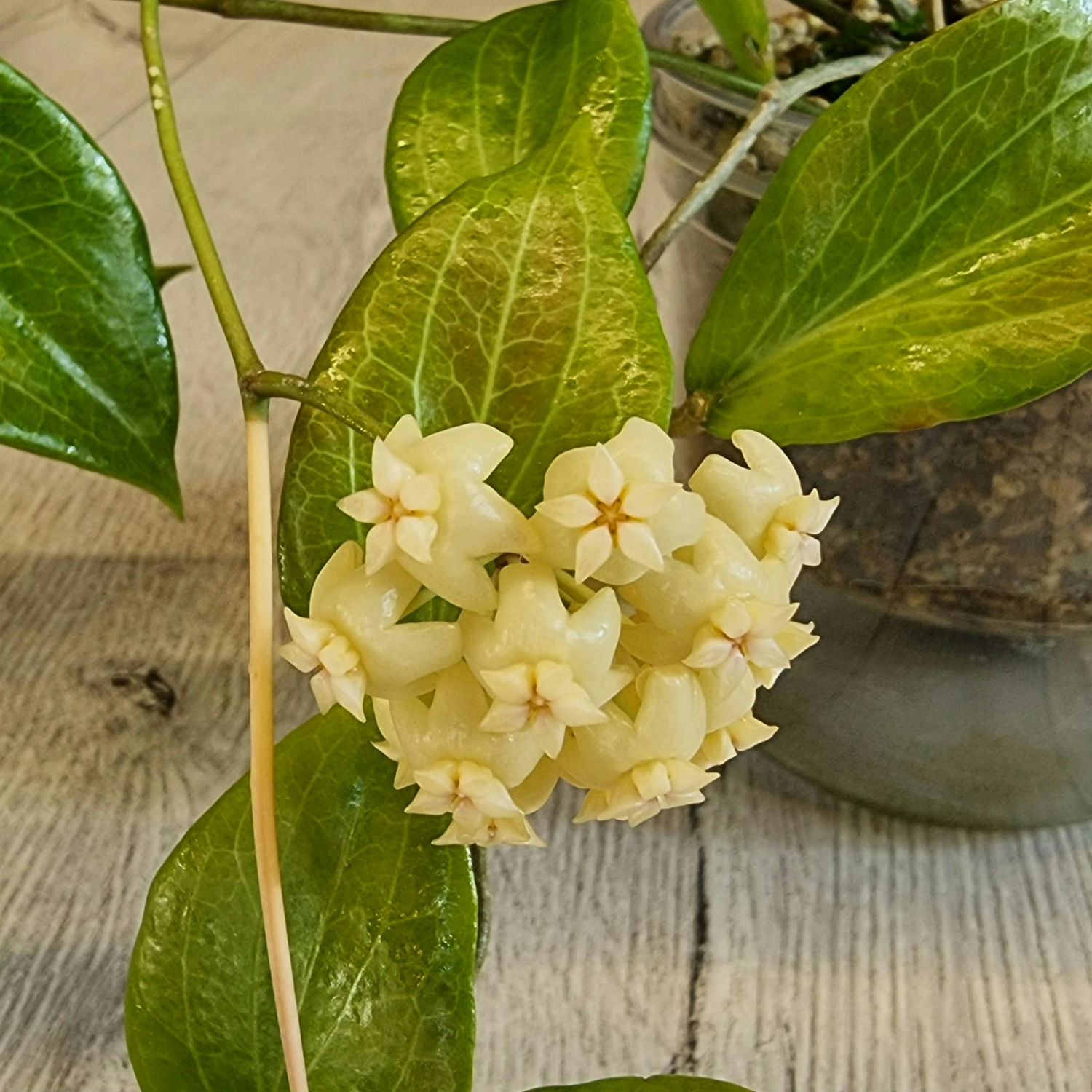 Hoya cominsii