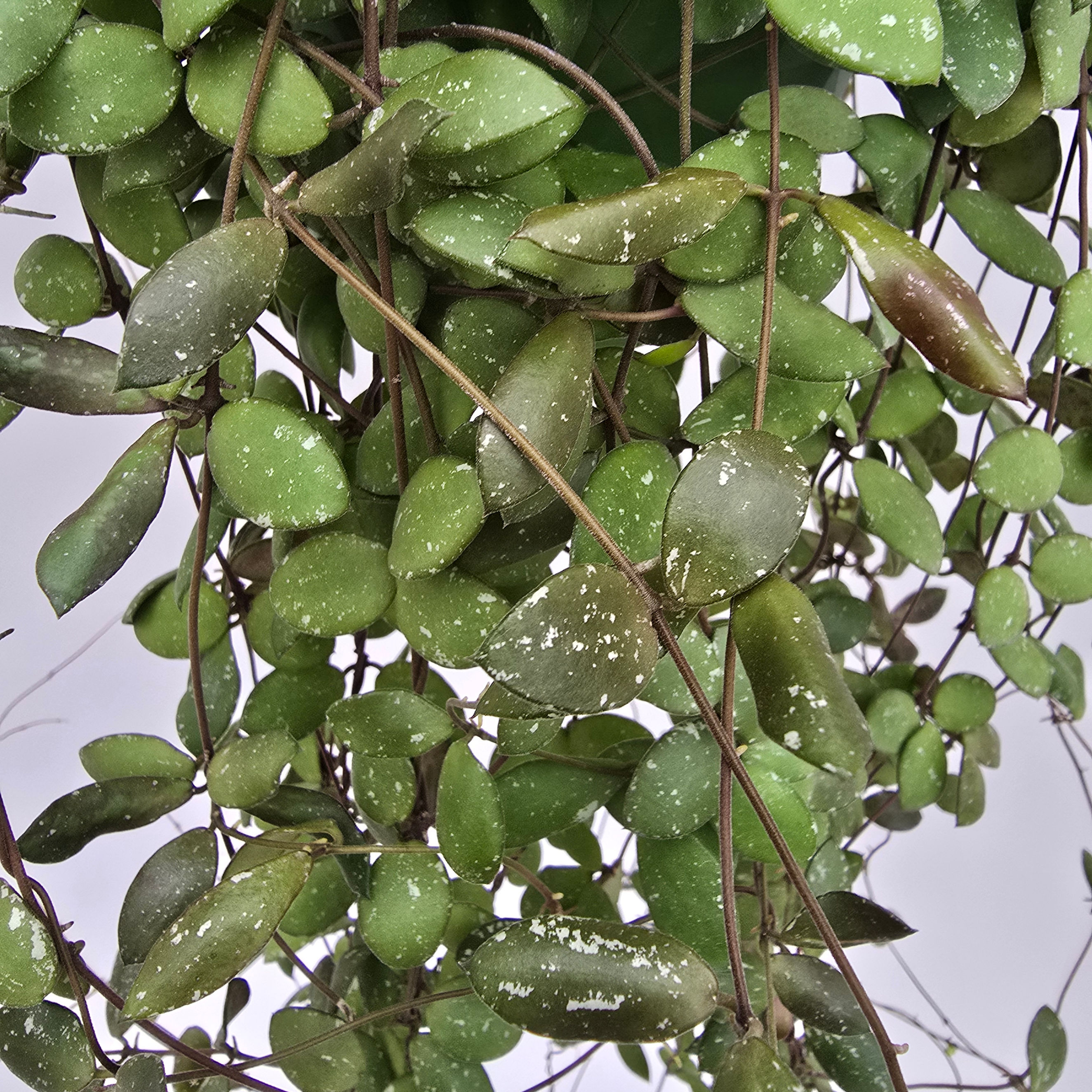 Hoya sp. Mini Coin Sp Kalimantan | Plant & Interieur