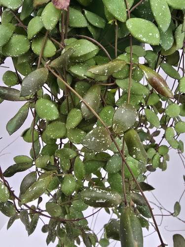 Hoya sp. Mini Coin Sp Kalimantan | Plant & Interieur