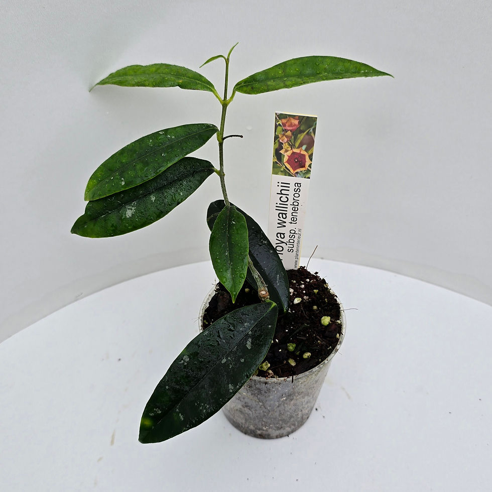 Thumbnail: Hoya wallichii subsp. tenebrosa