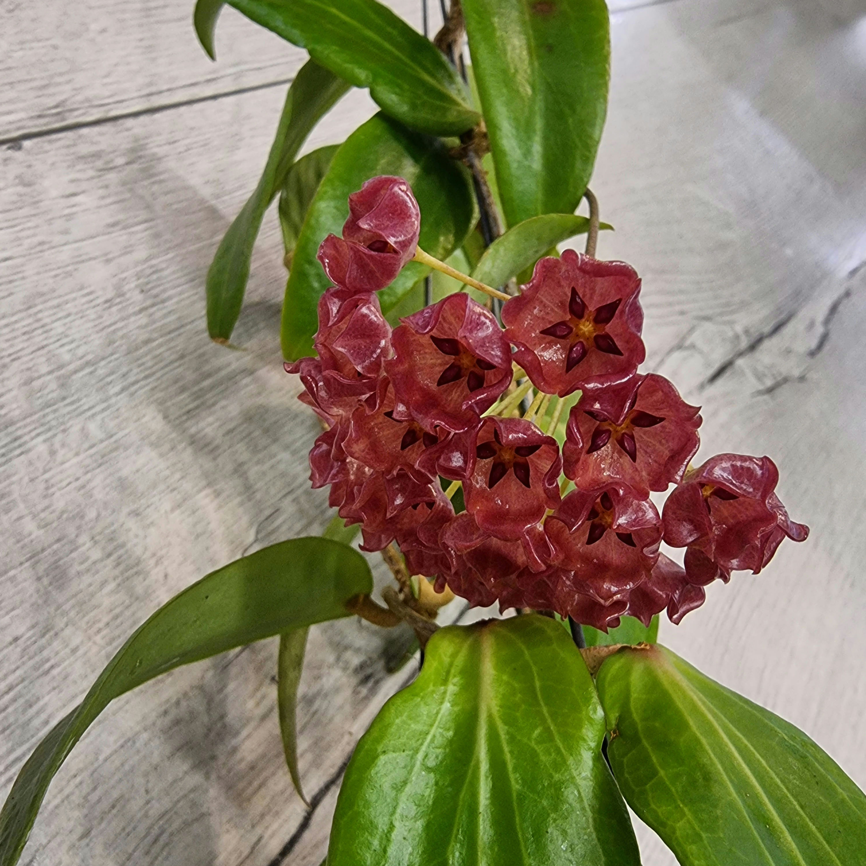 Hoya blashernaezii subsp. siariae (red)
