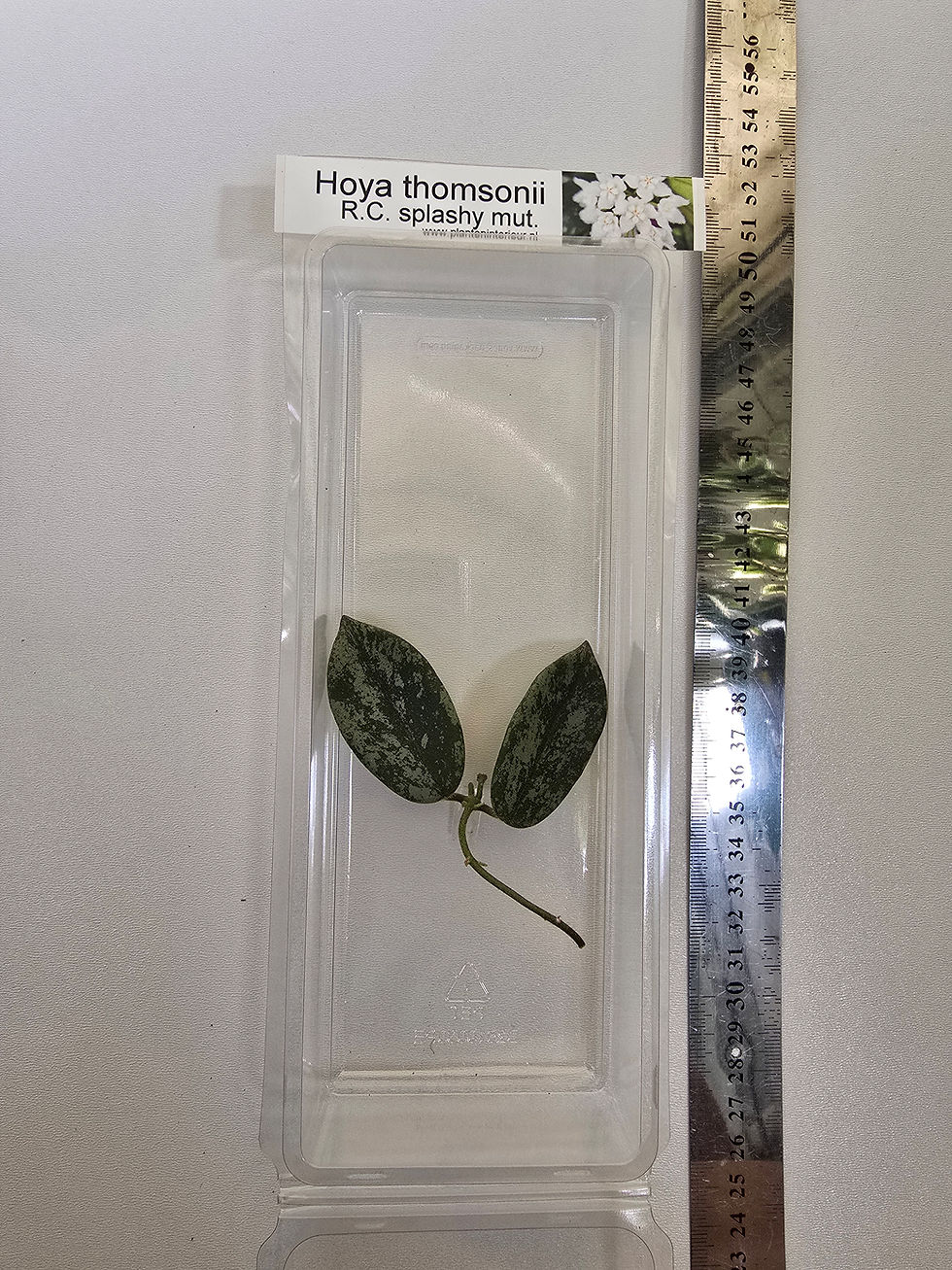 Thumbnail: Hoya thomsonii (R.C splashy mut.)