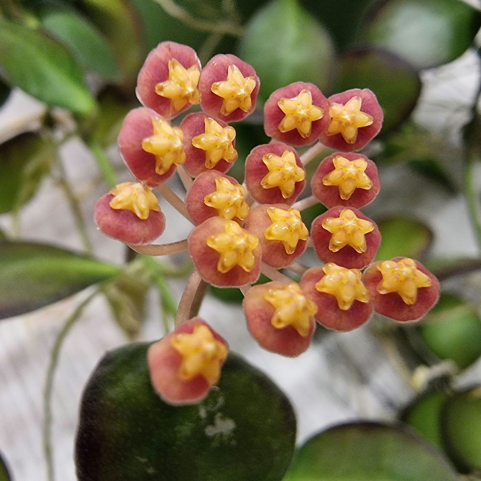 Hoya panchoi IML0228