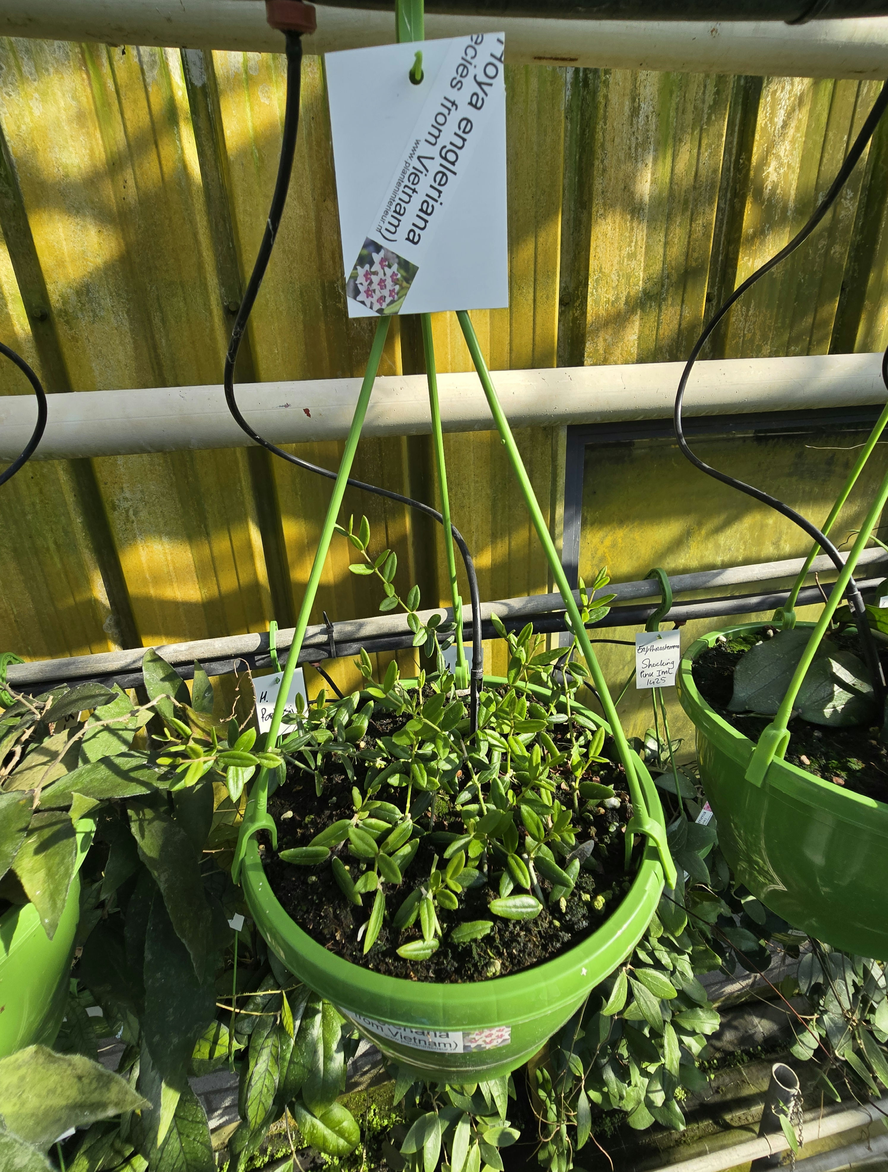 Hoya engleriana (species from Vietnam) 
