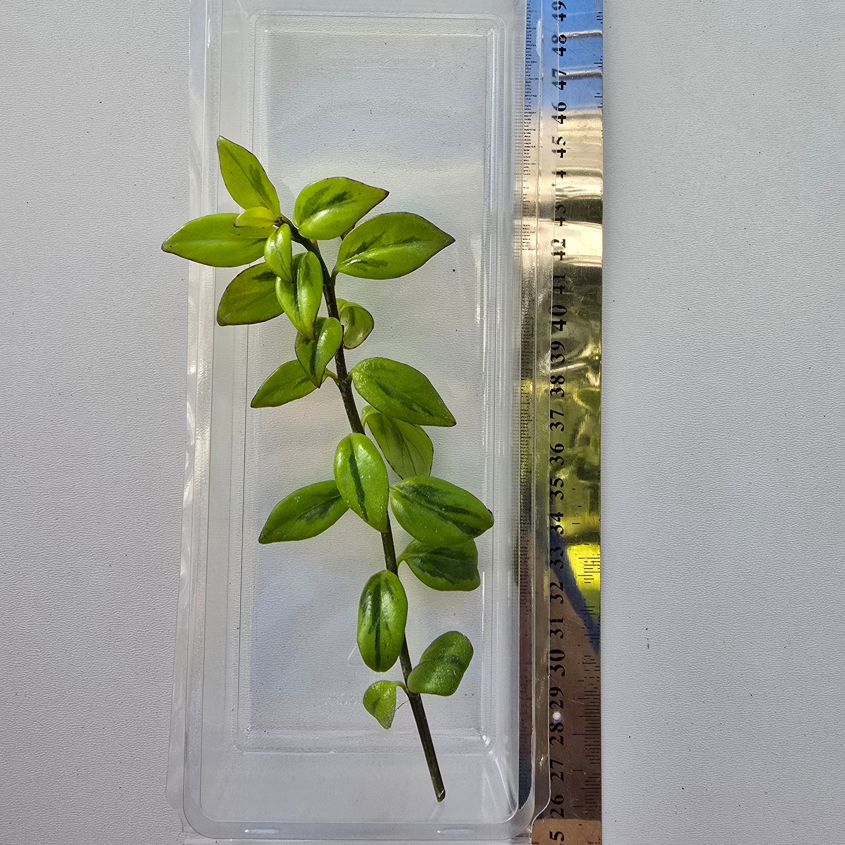 Nematanthus (outer variegated)