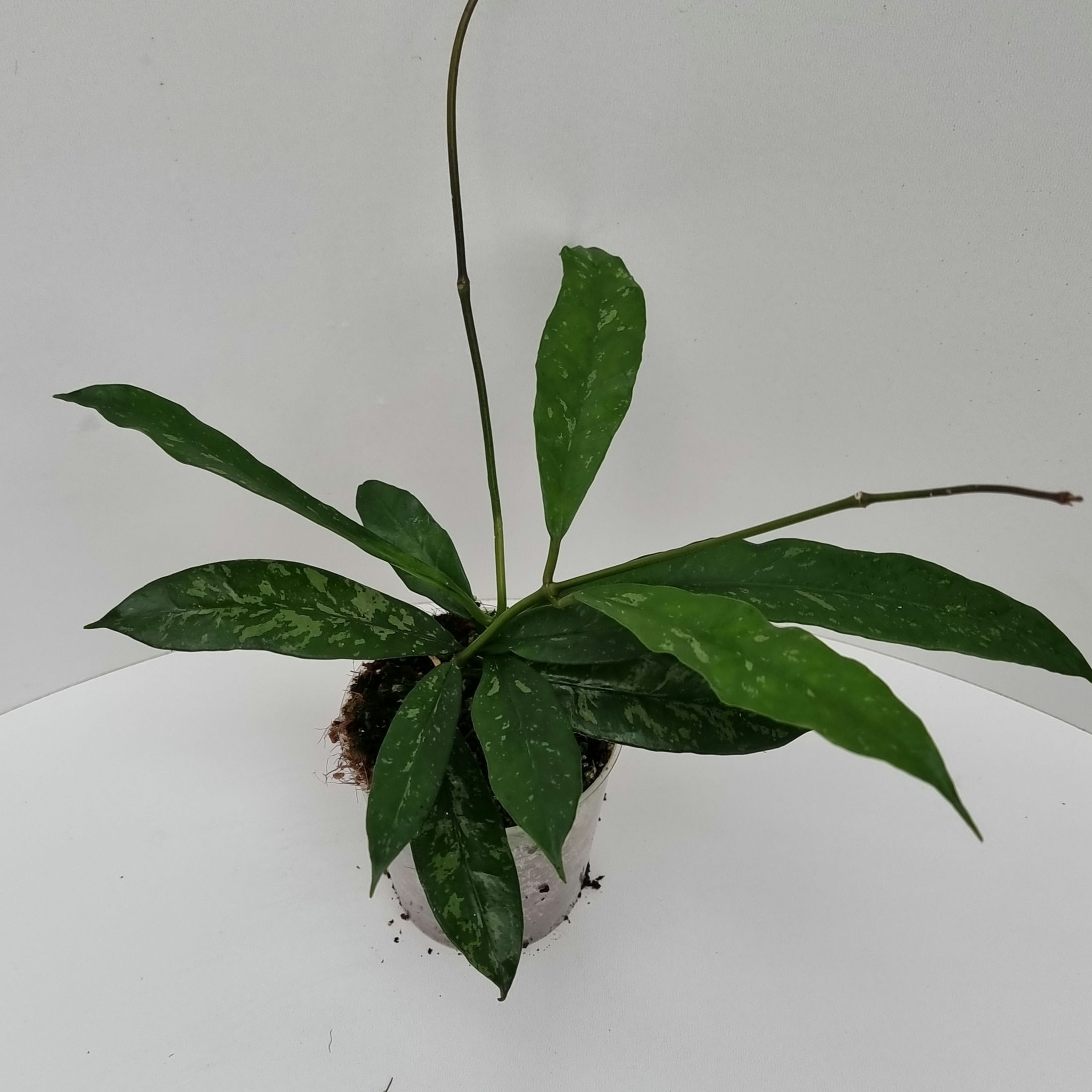 Hoya aff. griffithii (Yunnan, China)