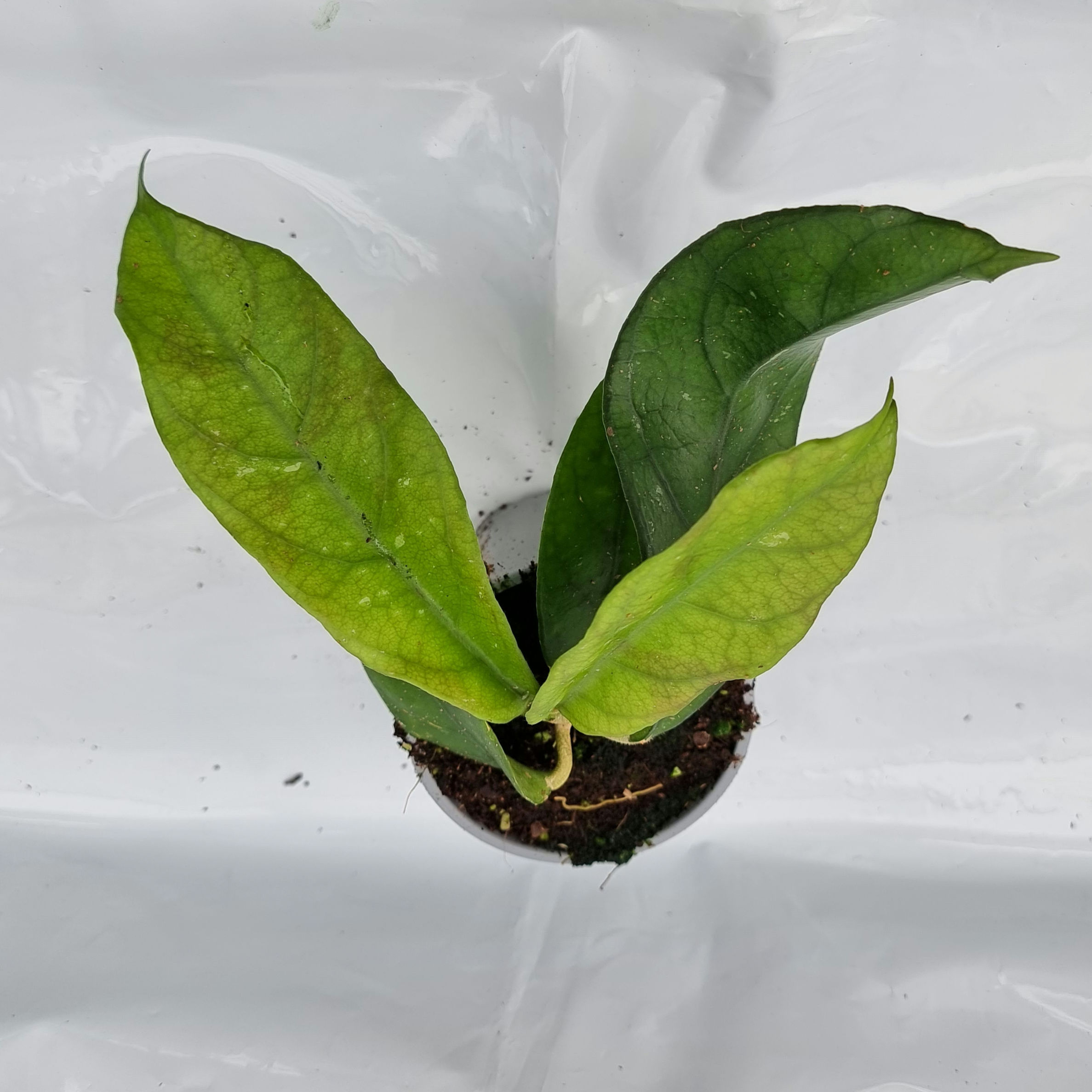 Hoya arnottiana sp. UT005