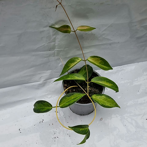 Hoya dennisii 'Frida' | Plant & Interieur