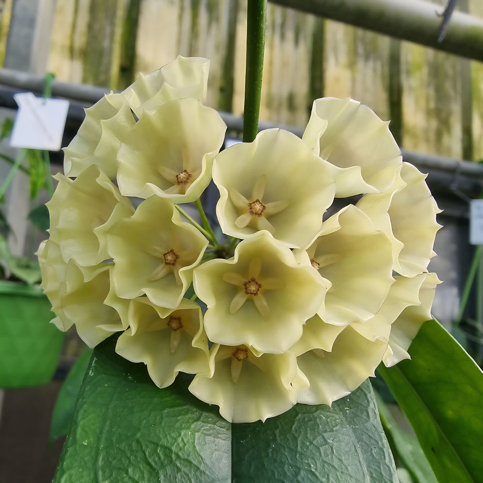 Thumbnail: Hoya cystiantha