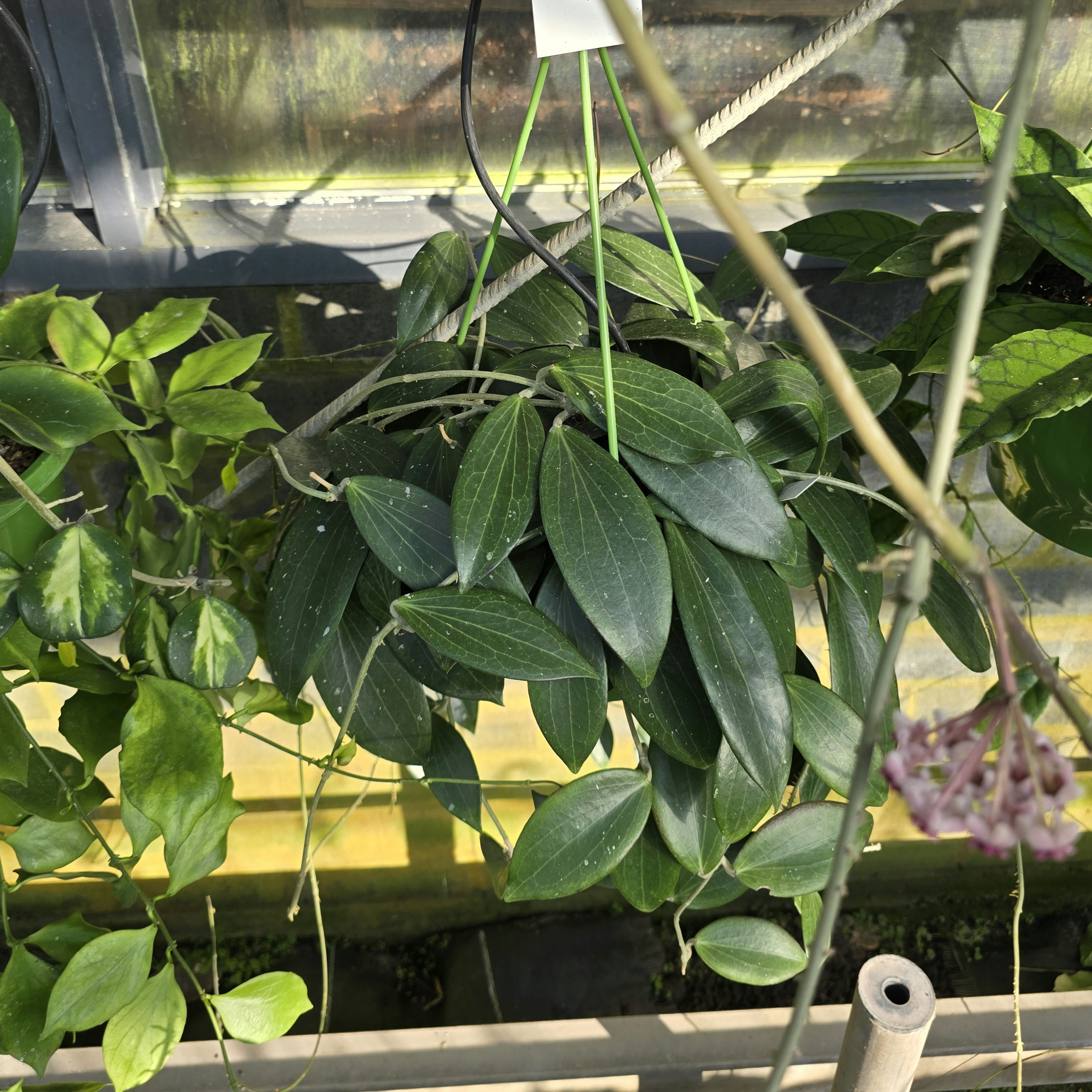 Hoya nicholsoniae sp.