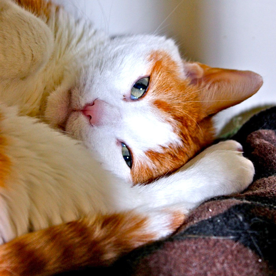 HOME Animal Allies MN