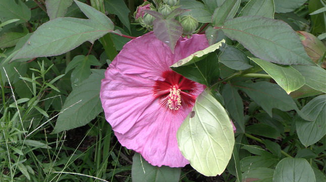 Screen Shot 2022-09-21 at 5.17.49 PM.png