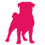 pug pink 1.png
