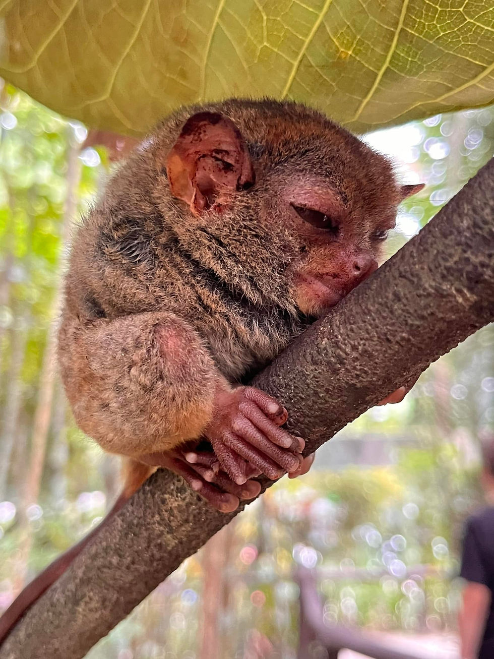 A Phillipine Tarzier