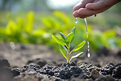 istockphoto-1248915720-612x612.jpg