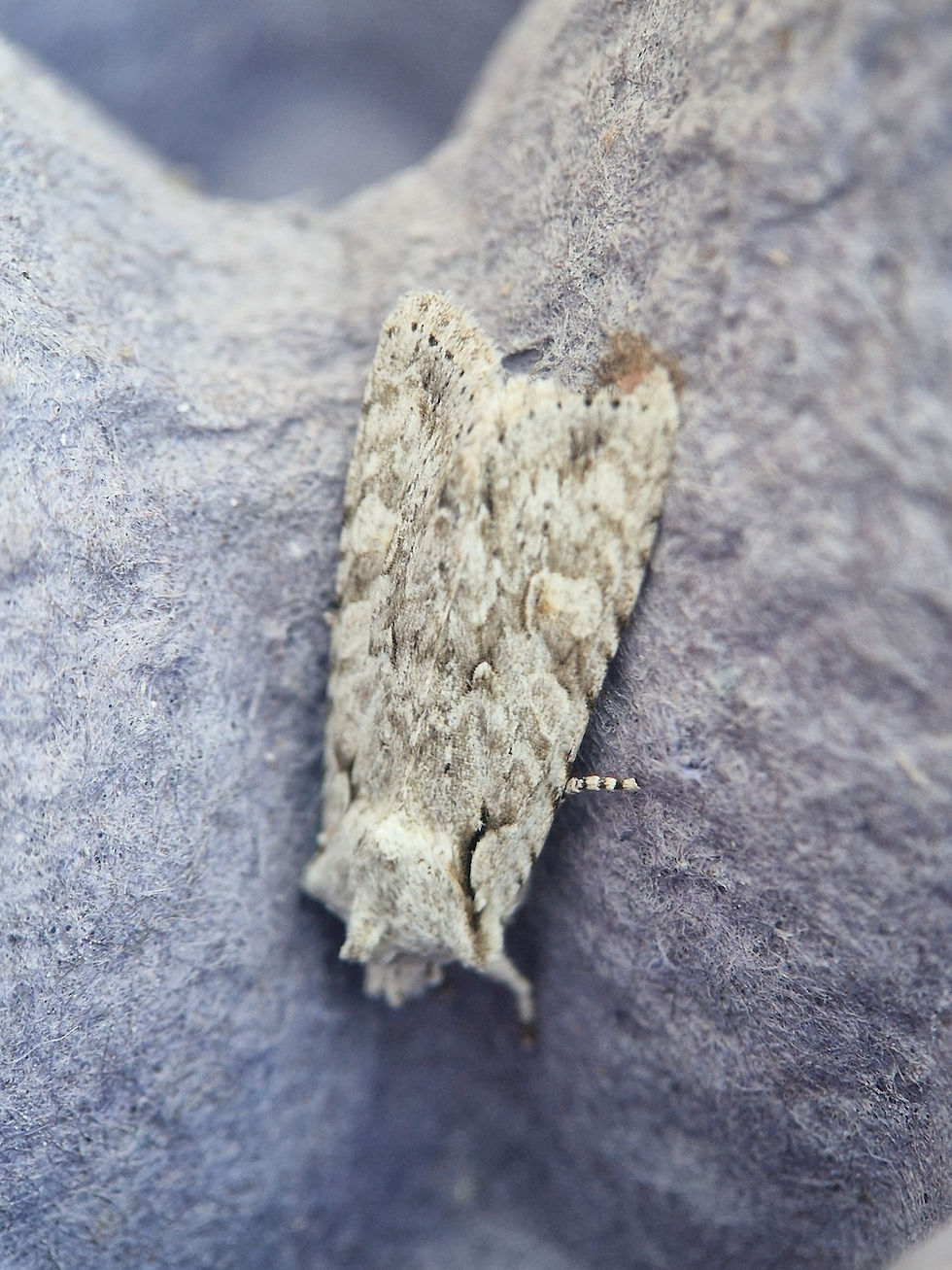 Grey shoulder-knot