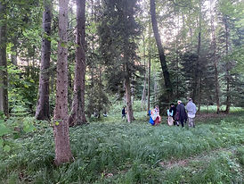 wald.jpg