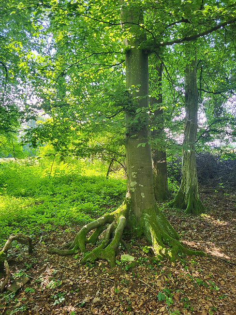 wald1(1).jpg