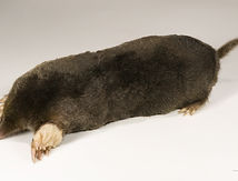 mole