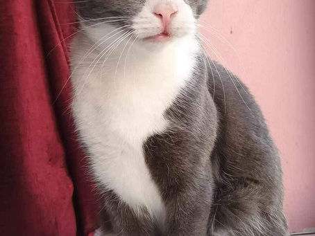 Kitty