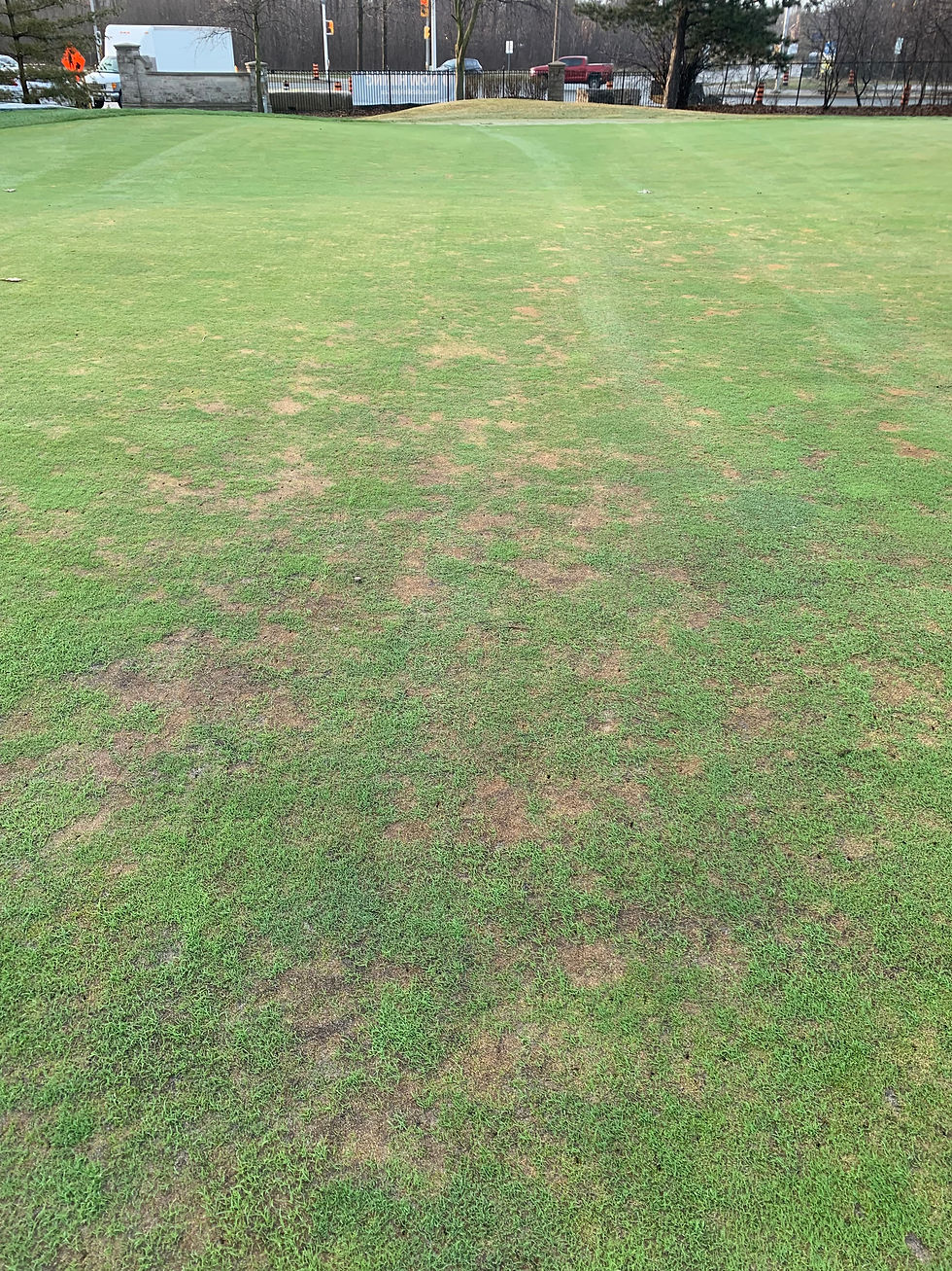 Winter kill due to crown hydration. (Glen Abbey April, 2022)