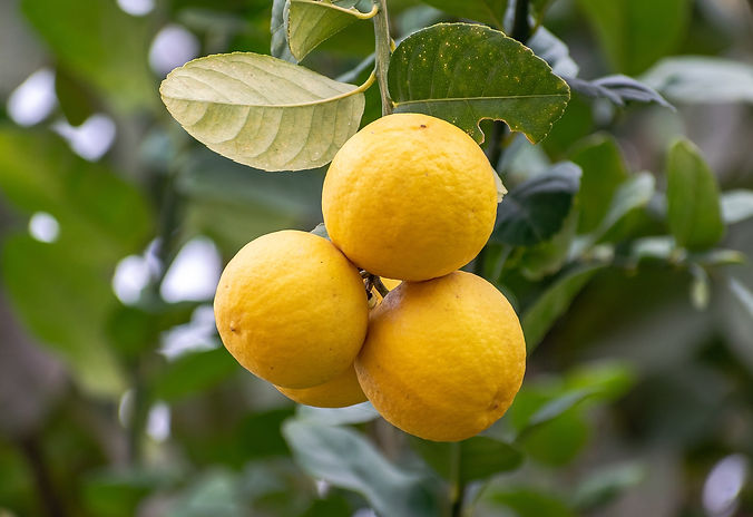 limon.jpg