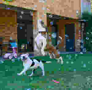 dogs jumping for bubbles