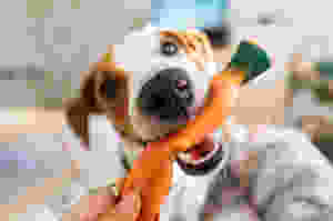how to socialize shy pets