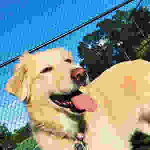 How to make dogs more social