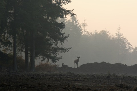 10-carsin-jeune cerf.jpeg