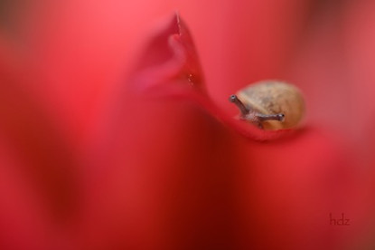 04-carsin-escargot.jpeg