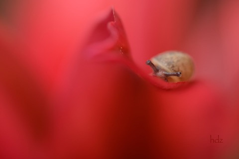 04-carsin-escargot.jpeg