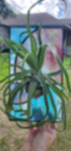 Thumbnail: Stainedglass hanging tillandsia 