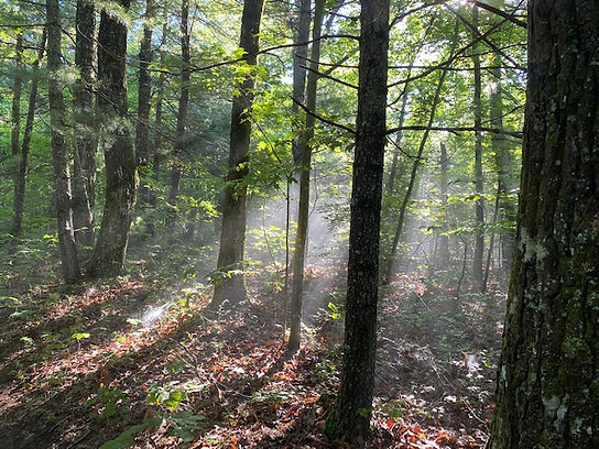 Sunlight in Forest Photo.jpg
