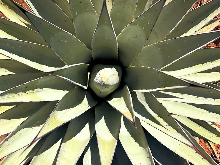 Overhead view of a pointed agave plant in a garden.