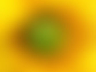 Close-up of a bright yellow sunflower bloom with a green center and detailed pollen-covered florets.