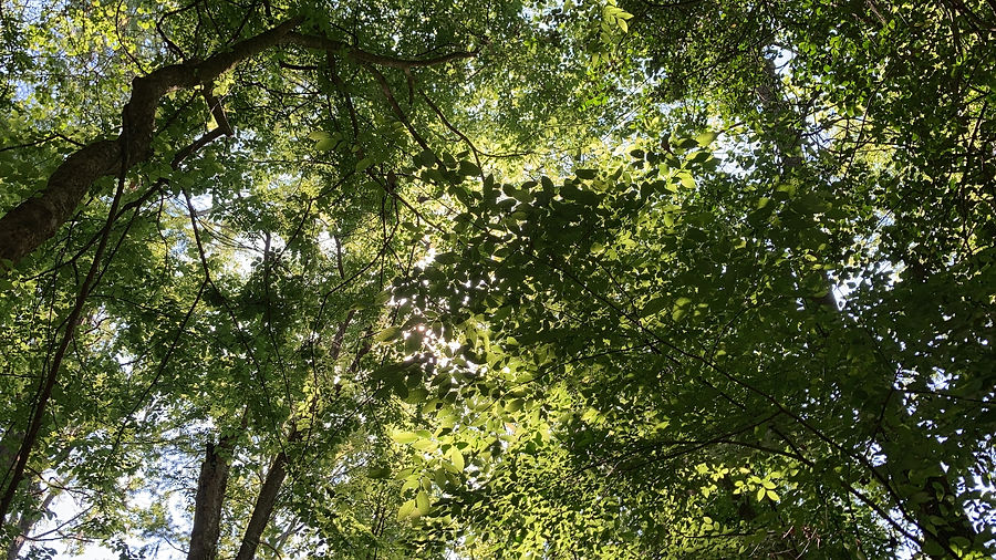 D1747E2A-82A9-4DBA-B98B-EF4D062B7F62.jpeg