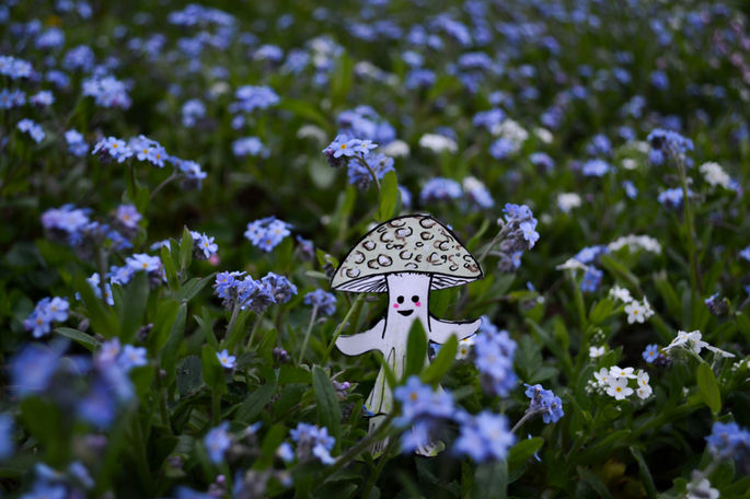 Photograph taken by Zazie Weldgen of Rochester New York of a cute mushroom person made of cut paper and marker in a field of forget me not flowers. 