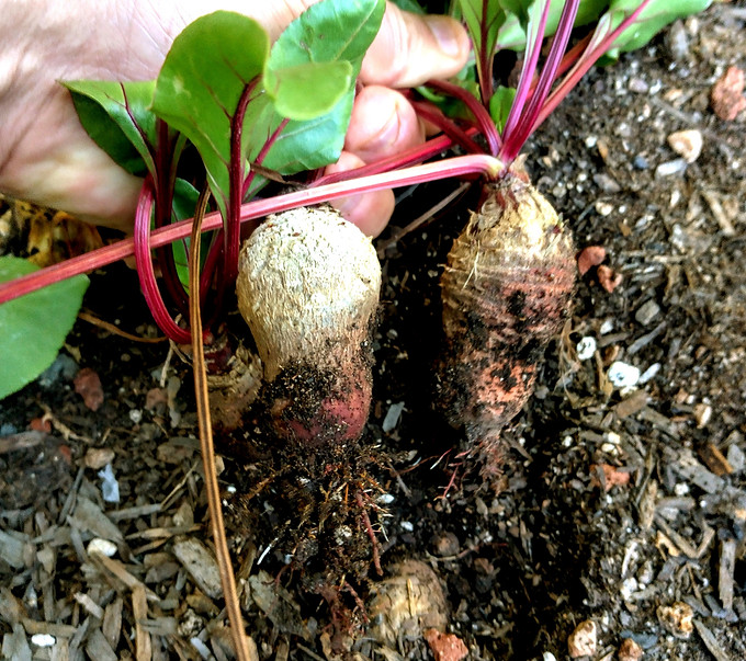 beets 1_edited.jpg