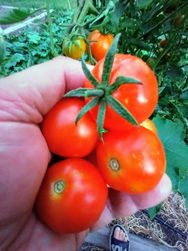 Ratatouille recipe from my garden with personal chef, Sonoma Ca.