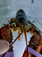 Lobster Rolls recipe from our local fisherman with personal chef, Sonoma Ca.