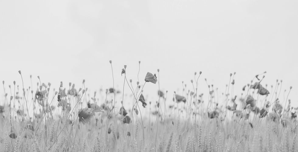 field-of-flowers