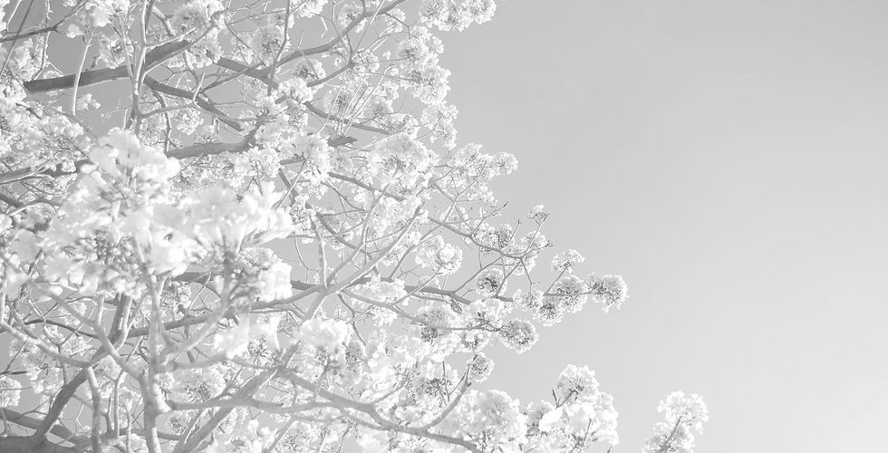 cherry-blossom-tree.jpg