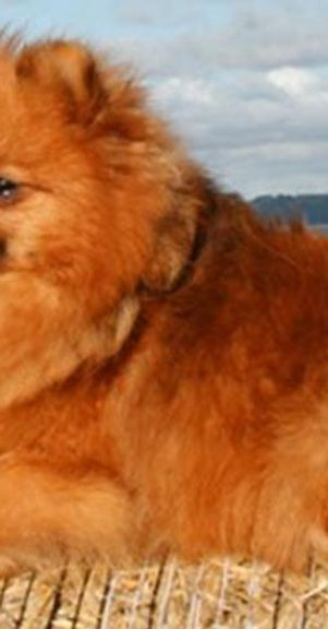 Spitz alemão anão ou lulu da pomerânia