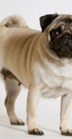 carlino.jpg