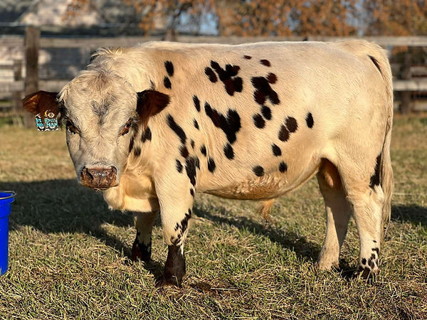 Norman.jpg